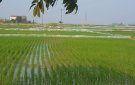 Xã Đông Ninh làm tốt công tác chỉ đạo nhân dân tập trung chăm sóc cây lúa sau tết